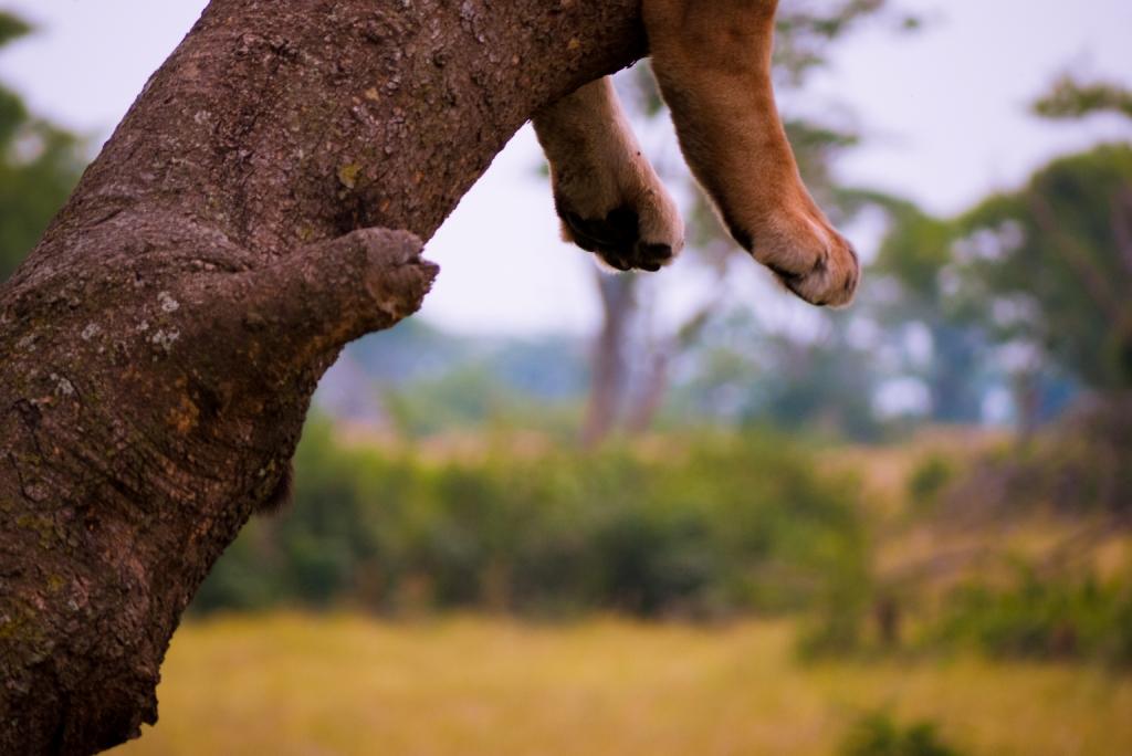 Foto/Copyright: Martin Siering - Faulenzen in Uganda, Löwe relaxt im Baum
